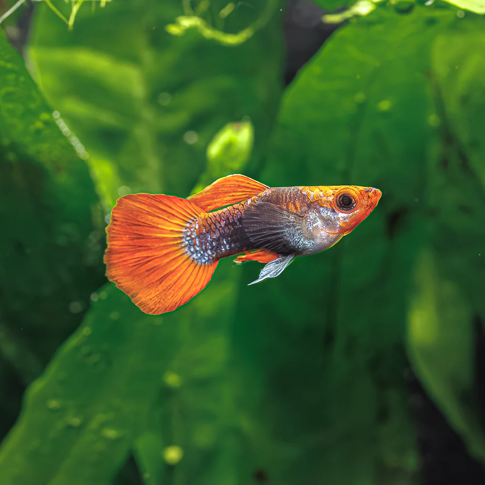 Koi Guppy